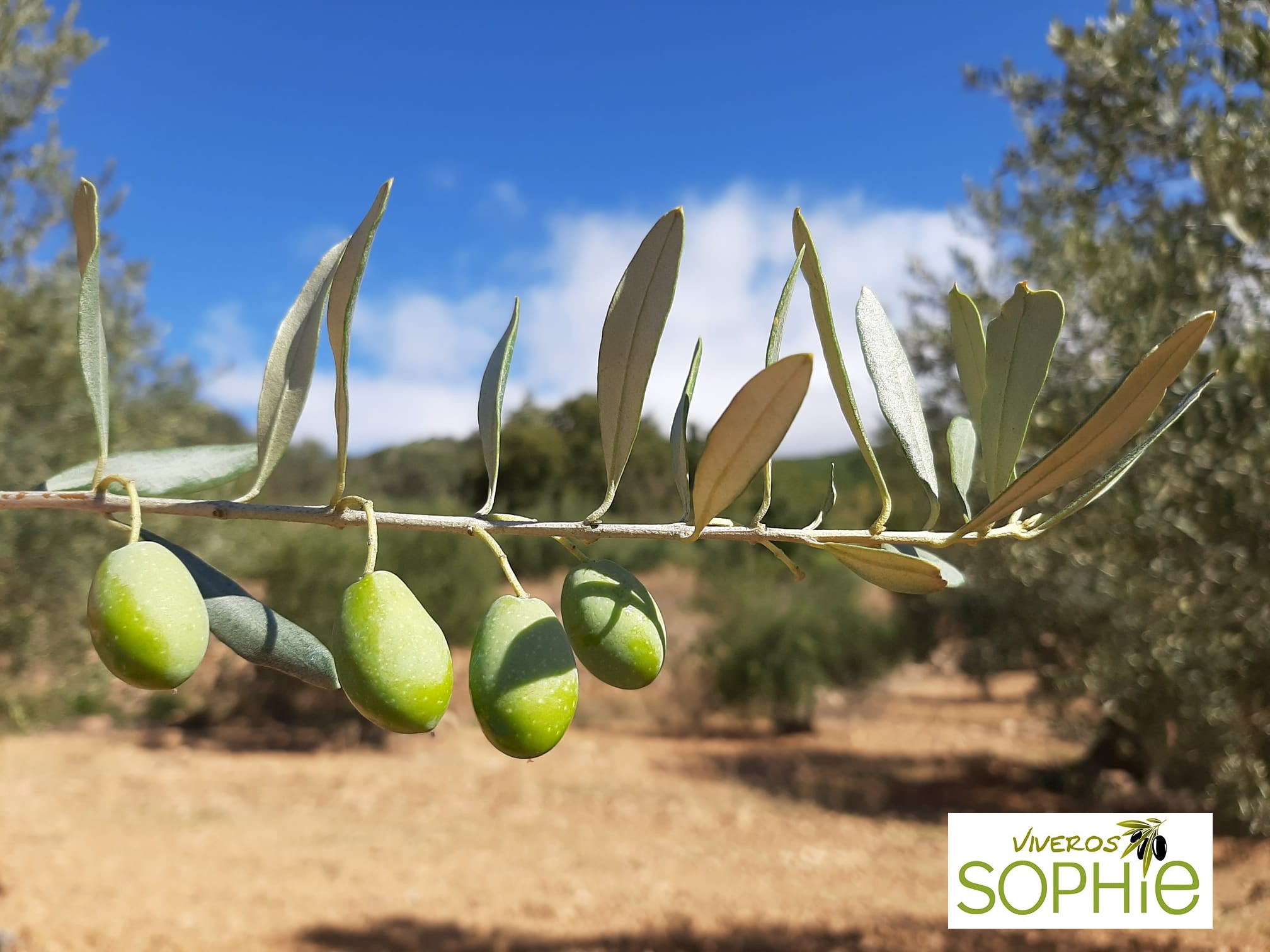 Variedad de olivo MALLORQUINA